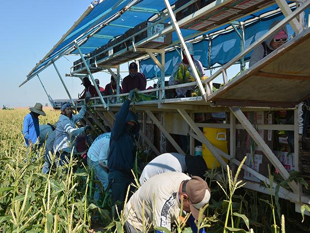 About 60 people were working in a field in mid-April outside of Brawley, California, picking and packing ears of sweet corn. It was only about 10 a.m., but temperatures were already above 90 degrees. The country is facing a farm labor crisis that isn't being addressed in a meaningful away. (DTN photo by Chris Clayton) 