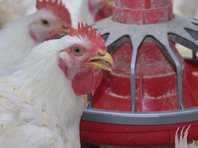 During the next seven years George's Inc. will progressively reduce poultry pollution into the Illinois River watershed as part of a legal settlement. (Photo courtesy of Mississippi State University Extension Service)