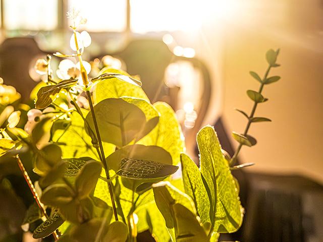 Blogger Katie Pratt says her plant collection has grown a lot in the last few years and each plant has a story. (Photo by Joshua Quillo, Getty Images)