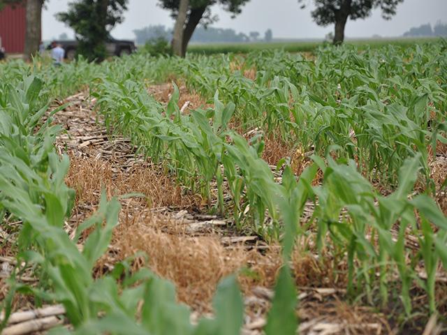 Analysts at Rabobank project farmers will plant just under 96 million acres of corn this spring and don't expect that outlook will be affected by changes in fertilizer and diesel prices. Farmers in other countries will see more disruptions to their fertilizer because of the conflict with Iran, analysts said. (DTN file photo by Katie Dehlinger)