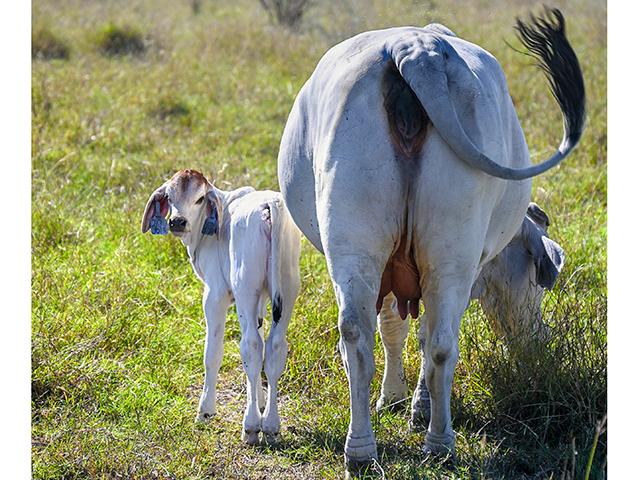 As a top Brahman breeder in the U.S., England Cattle Co. has about 200 registered cows and an additional 500 Brahman-influence cattle. (DTN/Progressive Farmer photo by Jennifer Carrico)