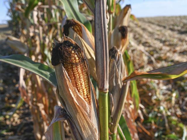 A group of 19 Texas producers lost their bid to recover $700,000 in proceeds from grain deliveries made to Hansen-Mueller. (DTN file photo)