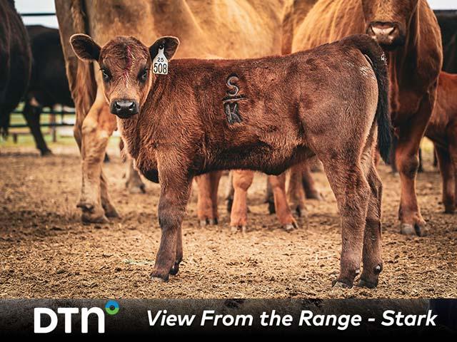 A calf at the Stark Family's S Bar K Cattle and Hay operation in Baker, Montana, carries the family's S Bar K brand. (Photo by Travis Lopes)