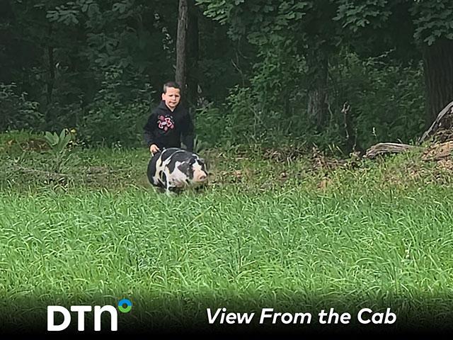 This Spotted pig named Rex and four other pigs that need to be trained for the county fair are part of Charlie Weaver's summer routine. Summer, country kids and county fairs are a good learning combination. (Photo courtesy of Chris Weaver)