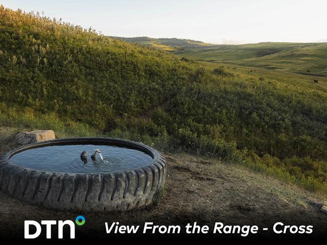 Spring-fed water tanks provide water for cows at Cross Cattle Company in Alberta, Canada. (Photo courtesy of Certified Angus Beef)