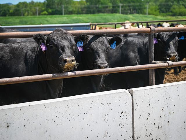 National Beef, Tyson and Cargill filed an appeal in an ongoing beef antitrust case. (DTN file photo by Jennifer Carrico)
