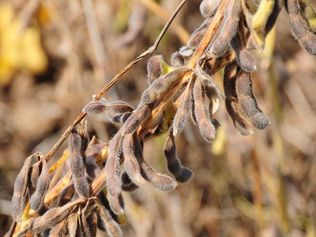 CHS Inc. announced plans to build a new soybean crushing plant. (DTN file photo)